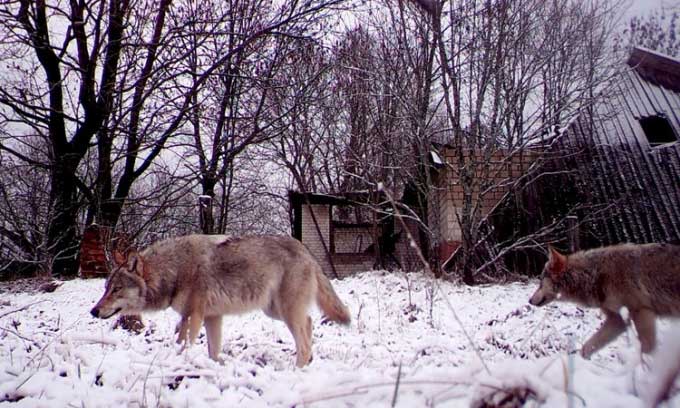 Sói đột biến gen ở Chernobyl có khả năng chống ung thư