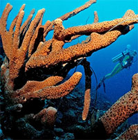 Bọt biển - Nhiệt kế đặc biệt dưới đại dương