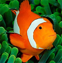 Nghiên cứu mới gây bất ngờ về cá hề "Nemo"