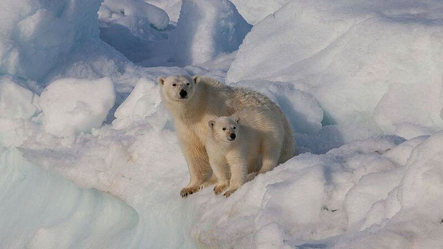 Ảnh hưởng của biến đổi khí hậu khiến gấu Bắc Cực ăn thịt lẫn nhau!