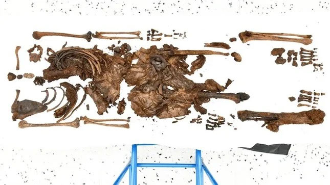 Phát hiện thi thể bé trai hơn 2.000 tuổi dưới đầm lầy ở Anh