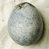 Kỳ lạ quả trứng thời La Mã 1.700 tuổi vẫn còn nguyên lòng đỏ, lòng trắng