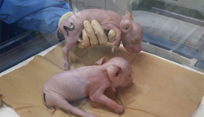 Nhật Bản chào đón lô lợn biến đổi gen đầu tiên để cấy ghép nội tạng