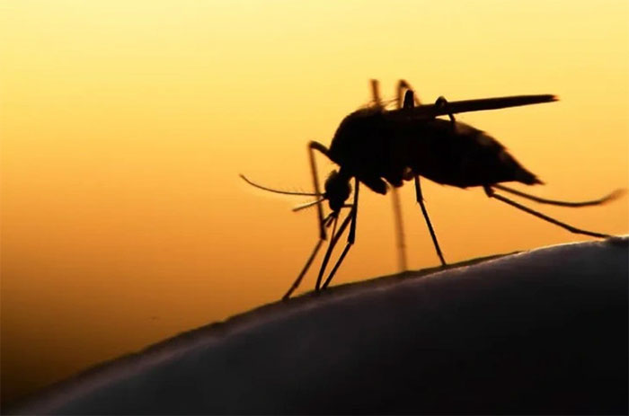 5 tỉ con muỗi nhiễm vi khuẩn sẽ được sản xuất trong thập kỷ tới
