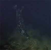Hải cẩu tấn công, xé đứt tay bạch tuộc Thái Bình Dương khổng lồ