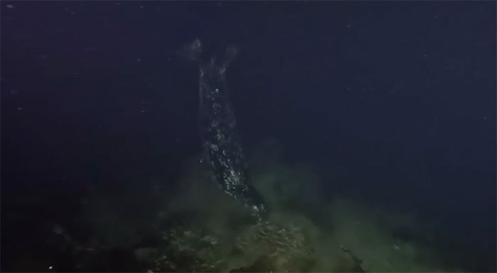 Hải cẩu tấn công, xé nát bàn tay bạch tuộc khổng lồ Thái Bình Dương