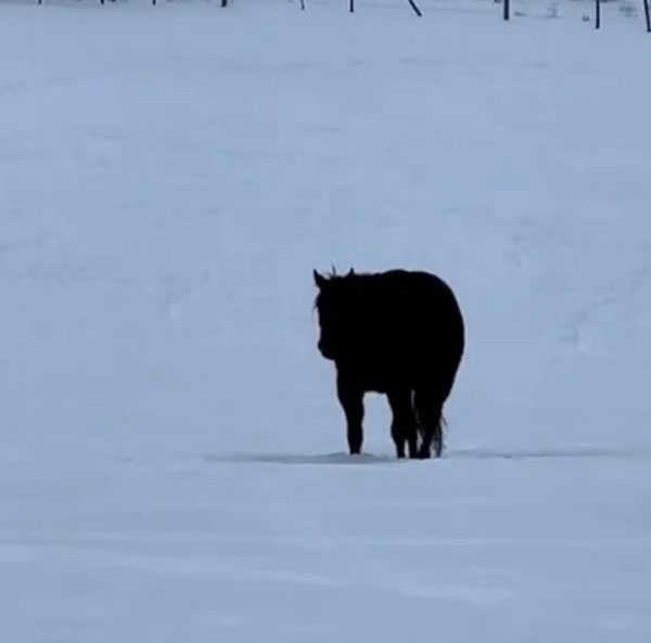 Video ảo ảnh khiến cư dân mạng tranh cãi: Con ngựa đang tiến lại gần hay xa hơn?