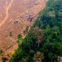 Rừng Amazon không còn chịu nổi áp lực, có nguy cơ sụp đổ