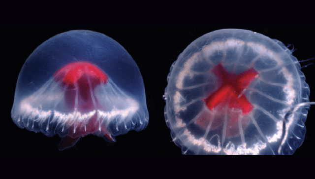 Phát hiện loài sứa kỳ lạ gần Nhật Bản có thể chứa vô số nọc độc và 240 xúc tu!
