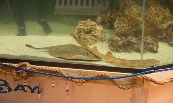 Chuyện khó tin nhưng có thật: Cá đuối mang thai nghi do cá mập đực gây ra