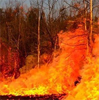Cháy rừng ảnh hưởng đến quá trình tiến hóa của một số loài