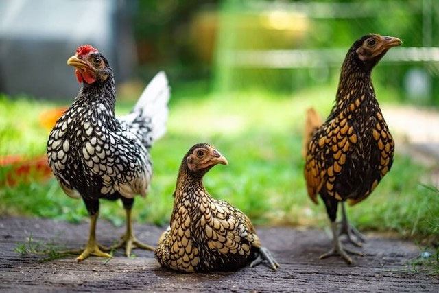Kích thước nhỏ hơn gà cà ri Việt Nam, tại sao giống gà nhỏ này lại đắt gấp 10 lần?