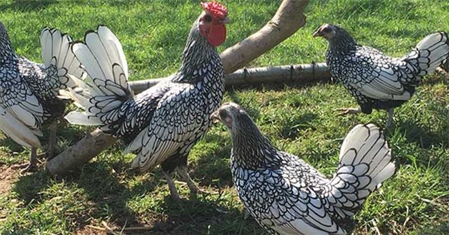 Kích cỡ thua cả gà ri Việt Nam, vì sao giống gà bé nhỏ này có giá đắt gấp 10 lần?