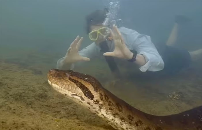 Giáo sư người Hà Lan Freek Vonk tiếp cận con trăn ở cự ly gần.