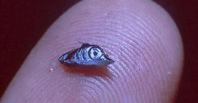 Đâm thủng tàu ngầm và dám chiến đấu với con người: Sinh vật từng bé như hạt gạo này đã làm như thế nào?