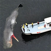 Ngày càng nhiều cá voi bị mắc cạn trong vịnh Osaka, Nhật Bản