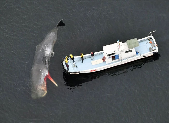 Ngày càng nhiều cá voi mắc cạn ở vịnh Osaka, Nhật Bản