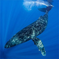 Giải mã bí ẩn đằng sau tiếng hát của cá voi dưới biển sâu