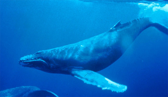 Giải mã bí ẩn đằng sau tiếng hót của cá voi dưới biển sâu
