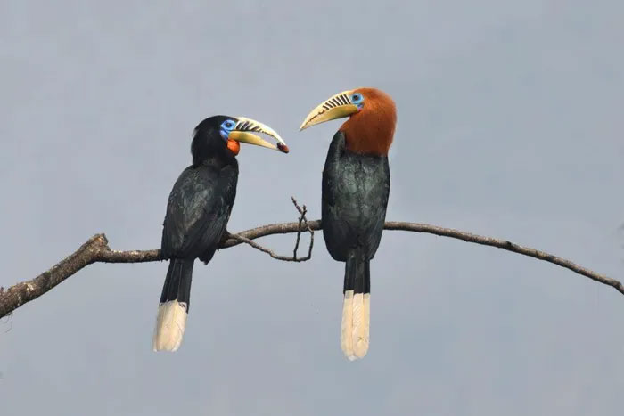 Diệc đỏ - loài chim có nguy cơ tuyệt chủng cao nhất ở Việt Nam