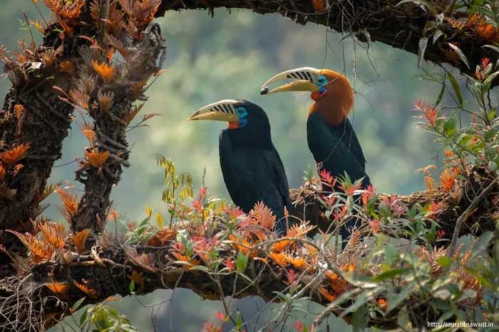 Diệc đỏ - loài chim có nguy cơ tuyệt chủng cao nhất ở Việt Nam