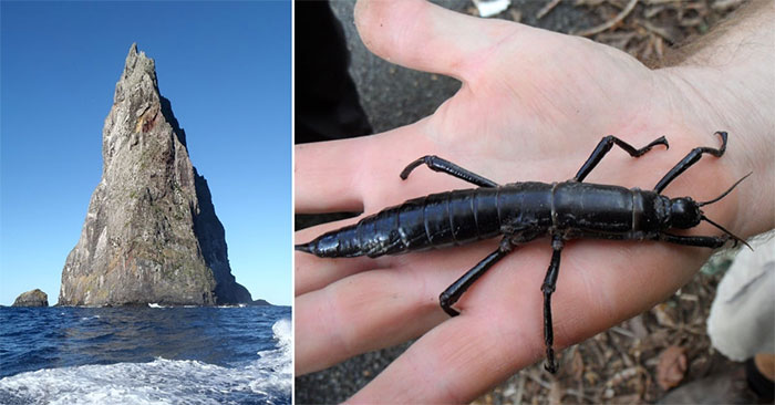 Khối đá biển cao nhất thế giới, nơi sinh sống của côn trùng có hành vi cực kỳ khác thường