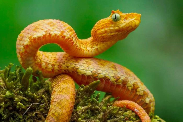 Phát hiện 5 loài rắn lục mới dựa trên vết cắn