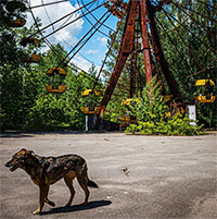 Những sinh vật đột biến sống ở vùng cấm Chernobyl