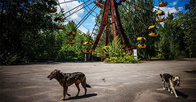 Những sinh vật đột biến sống ở vùng cấm Chernobyl