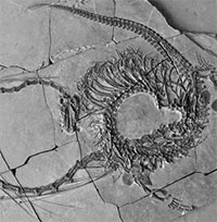 Tìm thấy hóa thạch "rồng Trung Quốc" sống cách đây 240 triệu năm