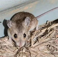 Các nhà khoa học Australia phát hiện thêm hai loài chuột bản địa tí hon