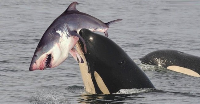 Tại sao cá voi sát thủ chỉ ăn gan của cá mập trắng lớn?