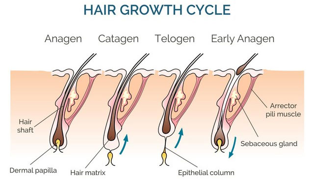 Các giai đoạn phát triển của tóc.