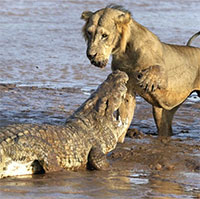 Bí ẩn về cuộc chiến ngàn năm giành quyền bá chủ của cá sấu và sư tử cuối cùng cũng được hé lộ!