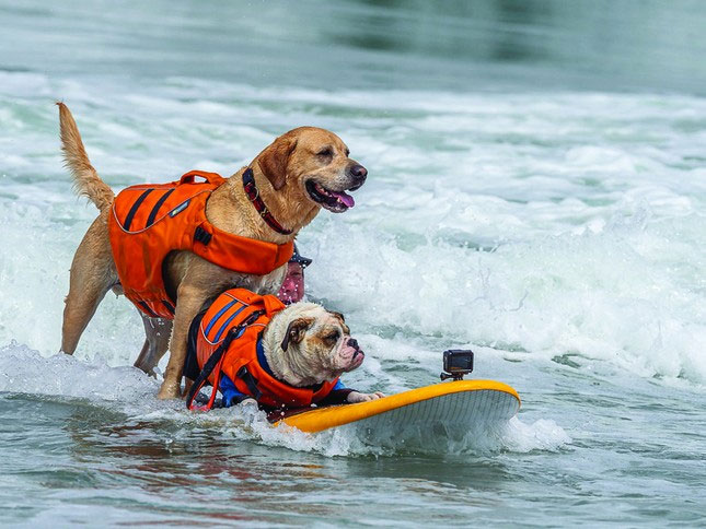 Các chú chó lướt sóng.