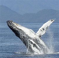 Phát hiện ngoài tưởng tượng về đời sống tình dục của cá voi lưng gù