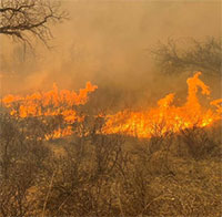 Cháy rừng tàn khốc tại Texas: Khói lửa bao trùm cả vùng trời, động vật chạy tán loạn thoát thân