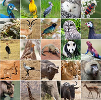 Loài động vật nào có thị lực tốt nhất thế giới?