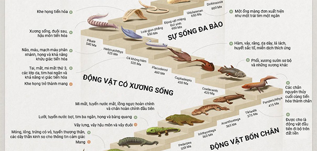Hành trình tiến hóa 4 tỷ năm của loài người từ tế bào nguyên sinh đến người tinh khôn