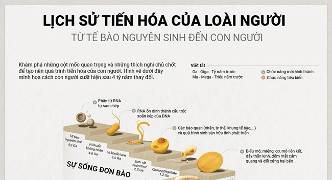 Hành trình tiến hóa 4 tỷ năm của loài người từ tế bào nguyên sinh đến người tinh khôn