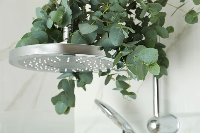Điểm danh 10 công dụng của lá bạch đàn đối với sức khỏe, đặc biệt là mùa lạnh