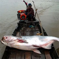 Nhiều loài cá tại sông Mekong đối mặt nguy cơ tuyệt chủng