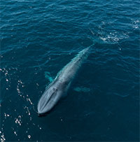 Cá voi xanh giành lại ngôi động vật lớn nhất hành tinh