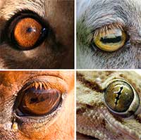 Thế giới xung quanh trong mắt các loài động vật như thế nào?