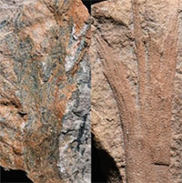 Phát hiện khu rừng hóa thạch cổ nhất thế giới ở Anh