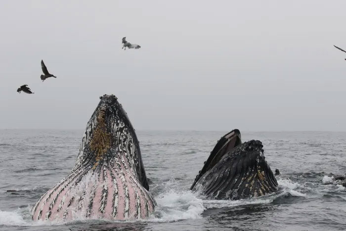 Sóng nhiệt có thể là nguyên nhân làm giảm số lượng cá voi ở Thái Bình Dương.