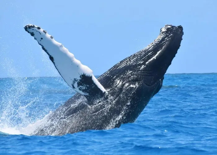 Số lượng cá voi lưng gù ở Bắc Thái Bình Dương giảm 20% chỉ trong chưa đầy một thập niên.