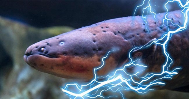 Lươn điện phóng ra điện áp 860 volt, liệu chúng có thể giật điện cá sấu và làm choáng người lớn không?