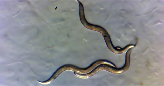 Giới khoa học phát hiện giun sống gần Chernobyl phát triển "siêu năng lực" mới