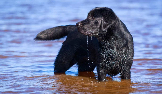 Chó tha mồi Labrador có một gene kỳ lạ, khiến chúng lúc nào cũng đói và dễ béo